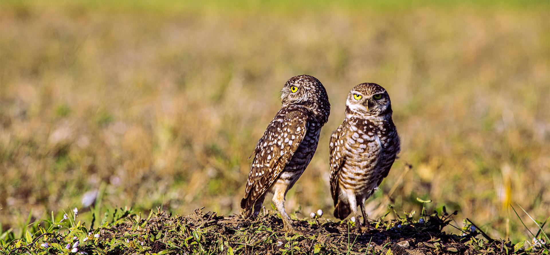 Burrowing Owls at Florida Atlantic